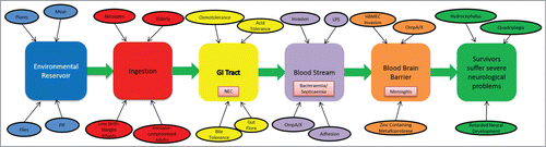 Figure 2. Schematic representation of the different stages and organs/tissues involved in a C. sakazakii infection. The different stages are represented by colored boxes, with important factors and consequences associated with these stages indicated. Main clinical manifestations (e.g., NEC) linked to C. sakazakii infection in different organs/tissues are shown.