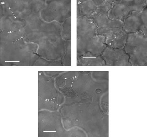 Figure 1:  Light micrographs (1000×) of the infection process of Puccinia xanthii var. parthenii-hysterophorae on Parthenium hysterophorus and Spilanthes mauritiana. (a) Puccinia xanthii var. parthenii-hysterophorae germinated basidiospore (B) with a short germ-tube (GT) that has formed a simple appressorium (A) on the host epidermis at 24 h after inoculation on Parthenium hysterophorus. (b) Puccinia xanthii var. parthenii-hysterophorae intra-epidermal vesicle (IV) with a primary hypha (H) 24 h after inoculation on Parthenium hysterophorus. (c) Puccinia xanthii var. parthenii-hysterophorae germinated basidiospore (B) producing a long germ-tube (GT), without penetration, 24 h after inoculation on Spilanthes mauritiana. Scale bars = 10 μm