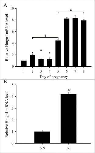 Figure 2. Hmgn1 expression in mouse uteri during early pregnancy. (A) Real-time PCR analysis of Hmgn1 expression on days 1–8 of pregnancy. (B) Real-time PCR analysis of Hmgn1 expression at the implantation sites (5-I) and inter-implantation sites (5-N) on day 5 of pregnancy. Data are shown mean ± SEM. Asterisks denote significance (P < 0.05).