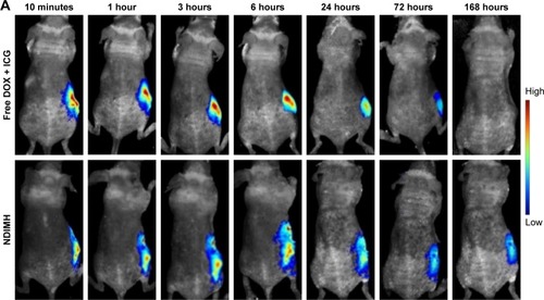 Figure 6 In vivo FL imaging and biodistribution of DOX/ICG in mice bearing SCC-15 tumors after intratumoral injection of free DOX + ICG or NDIMH.Notes: (A) Time-lapse DOX FL of the whole body of mice. (B)Time-lapse ICG FL of the whole body of mice. (C) DOX FL intensity of major organs and tumors after 21 days of administration. (D) ICG FL intensity of major organs and tumors after 21 days of administration.Abbreviations: DOX, doxorubicin; FL, fluorescence; ICG, indocyanine green; NDIMH, nano DOX-ICG matrix metalloproteinase-responsive hydrogel.