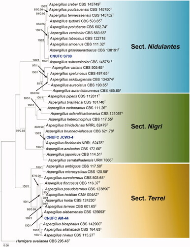 Figure 1. Phylogram generated from the Maximum Likelihood (RAxML) analysis based on a combined BenA, CaM and RPB2 sequence data for species classified in the Aspergillus sections Nigri, Terrei and Nidulantes. Bootstrap values ≥70% MLBS and ≥0.90 BPP are indicated above or below branches. Hamigera avellanea CBS 295.48 was used as the outgroup. The newly generated sequences are indicated in blue bold. T = ex type.