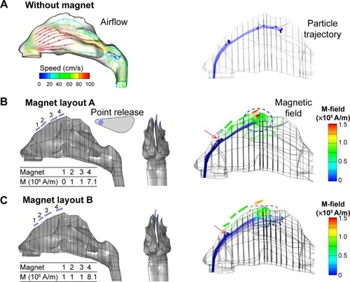 Figure 6 Comparison of particle motions in an image-based 3-D nose model among different magnet layouts.Notes: The airflow and particle trajectories without magnets are shown in (A). The magnet layout and strength of two protocols are shown in (B) layout A and (C) layout B. Their magnetic fields and particle trajectories are also shown.Abbreviations: M, magnetization, M-field, magnetic field.