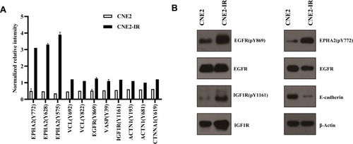Figure 6 (A) Enrichment of phosphoproteins of E-cadherin stabilization pathway in CNE2-IR vs CNE2. (B) Western blotting validation on the expression of phosphoproteins in CNE2 and CNE2-IR cells.