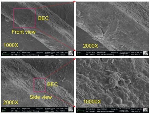 Figure 10 Scanning electron microscopic images of bovine endothelial cells cultured on a branch of a pillared microvessel network for 14 days.