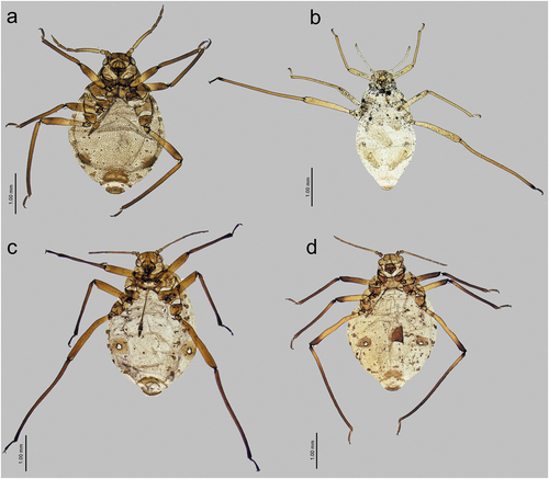 Figure 34. Comparison of Sinolachnus and remaining Tuberolachnini apterous viviparous females: (a) Sinolachnus yushanensis, (b) Nippolachnus piri, (c) Pyrolachnus pyri, (d) Tuberolachnus salignus.
