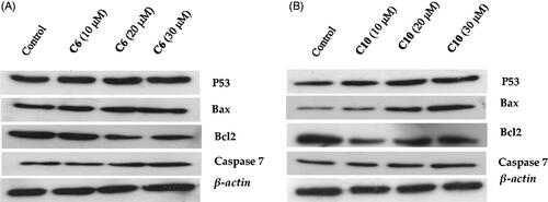 Figure 7. Evaluation of the effects of compound 6 (A) and compound 10 (B) on the protein levels of p53, Bax, caspase-7 and Bcl-2 by western blotting. MCF-7 cells were cultured and treated in the presence and absence of compound 6 (10, 20, and 30 μM) (A) and compound 10 (10, 20, and 30 μM) (B). β-actin was used as the internal control.