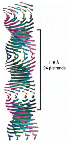 Figure 1 Model of the generic amyloid fibril structure, based on X-ray fiber diffraction data. Here four β-sheets (separated by a distance of around 10–12 Å) make up the protofilament structure, running parallel to the fibril axis with β-strands (separated by 4.8 Å) perpendicular to the fibril axis. Reprinted with permission from Sunde M, et al.Citation1