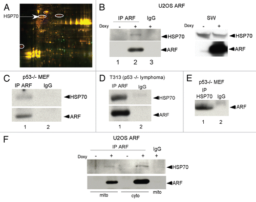 Figure 1 ARF interacts with HSP70. (A) Two Dimensional Differential In Gel Electrophoresis (2D-DIGE) of mitochondrial ARF-interacting proteins in mitochondria purified from U2OS-ARF cells. Immunoprecipitates of ARF-induced cells were labeled with CyDye; the circled spots indicate ARF-binding proteins that were excised and sequenced by mass spectrometry. Several spots identified as HSP70 are shown. (B) Co-immunoprecipitation of HSP70 with antisera to ARF (negative control, lane 3) in U2OS-ARF cells treated with doxycycline (Doxy) for 24 h. Normal rabbit IgG is the negative control. IP: immunoprecipitation. On the right, the level of HSP70 and ARF in whole cell lysate from the same samples is depicted. (C) Co-immunoprecipitation of HSP70 with endogenous ARF (negative control IgG in lane 2) in mouse embryo fibroblasts (MEFs) from the p53-/- mouse. (D) Co-immunoprecipitation of HSP70 with endogenous ARF (negative control IgG in lane 2) in a T-cell lymphoma line isolated from the p53-/- mouse (T313). (E) Co-immunoprecipitation of endogenous ARF with HSP70 in p53-/- MEFs. (F) Co-immunoprecipitation of HSP70 with ARF antisera in mitochondrial (Mito) and cytosolic (Cyto) lysates isolated from U2OS-ARF cells treated with doxycycline (doxy) for 24 h.