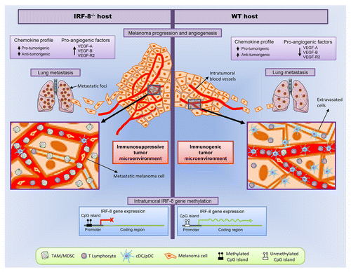 Figure 1. Dual role of IRF8 in cancer immunosurveillance. In comparison to immunocompetent (wild-type) hosts, interferon-regulatory factor 8 (IRF8)-deficient mice receiving B16.F10 melanoma cells exhibit accelerated tumor growth and an increased propensity to form lung metastasis. For the most part, this reflects the establishment of a highly immunosuppressive tumor microenvironment characterized by the expression of cytokines, chemokines, and pro-angiogenic factors that support tumor growth and metastasis. All these events are closely correlated with the epigenetic silencing of Irf8 in melanoma cells.