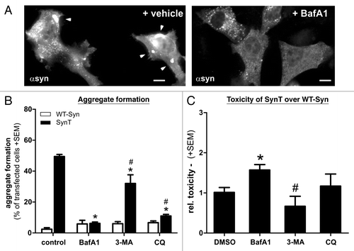 Figure 8. Aggregation and toxicity of transfected H4 cells after treatment with different ALP modulating compounds. The effect of BafA1 on SynT-aggregation (A,B) could not be resembled by 3-MA that did not reduce SynT-aggregation (B). Interestingly, blocking V-ATPase function using chloroquine (CQ) could substantially reduce aggregation, similar to BafA1 treatment (B), however did not increase toxicity of SynT (C). Here, increase of SynT toxicity over WT-syn by blocking ALP was only present in BafA1 treated cells. Treatment with 3-MA even reduced toxicity of SynT compared with BafA1. Toxicity was measured by quantifying activated caspase-3 immunoreactivity in the SynT-aggregation model compared with nonaggregating WT-Syn transfected H4 cells. Significant changes are indicated as treatment (*) compared with control treatment or treatment compared with BafA1. #p < 0.05, Student’s t-test. Scale bars: 10 µm.
