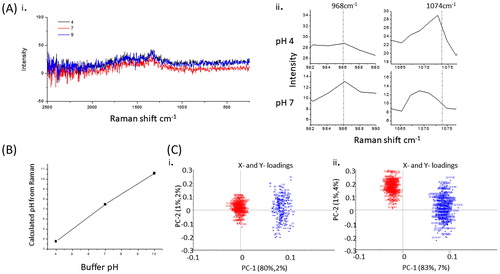 Figure 3. Raman traces showing peaks at 968 and 1074 for pH 4 and 7, respectively (A). Graph of pH data calculated from Raman data (100 spectra) for saline buffered at pH 4, 7, and 10 (B). Principle component analysis plots of derived from spectra in the range 950–1080 cm−1 comparing pH4 (red) and pH7 (blue) (A), and comparing pH 9 (red) and pH 7 (blue) (C).