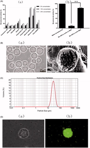 Figure 1. (A) The biological activity of bevacizumab: (a) the effect of various stabilizer on bevacizumab activity; (b) the bevacizumab activity of Bev-MVLs containing 10% HAS was statistically significantly different from without HAS (mean ± SD, n = 3, **p < .01). (B) The morphological examination of Bev-MVLs: (a) light micrograph of Bev-MVLs particles at 400× magnification; (b) SEM image of Bev-MVL particles. (C) Particle size distribution of Bev-MVLs. (D) The morphology of FB-MVLs was observed at 400× magnification (a) bright-field image; (b) fluorescent image.