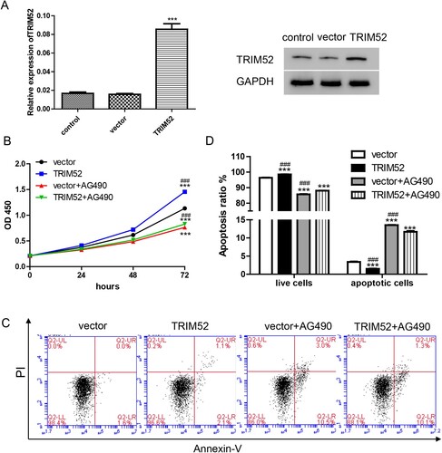 Figure 5. AG490 abolishes the increased cell growth induced by TRIM52. (A) qRT-PCR and Western blot were used to evaluate the level of TRIM52 in the OVCAR3 cells. (B) Cell proliferation was measured by the CCK-8 assay. (C) Cell apoptosis was measured by the Annexin-V/PI assay. (D) Statistic analysis results of cell apoptosis in the different groups. ***P < 0.001 vs. vector, ###P < 0.001 vs. TRIM52 + AG490.