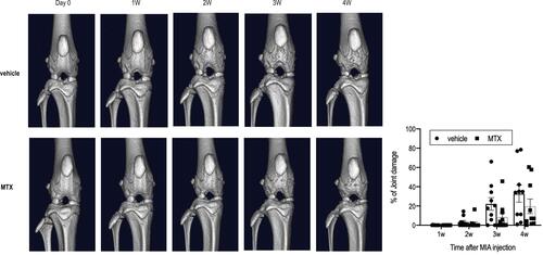 Figure 3 Time courses of the changes in micro-CT images in the vehicle group (n=10) and the MTX group (n=10). Both groups showed significant gross joint damage in a time-dependent manner (2-way ANOVA with repeated measures, P<0.01). There were no statistical differences in the percentage of joint damage between the two groups (2-way ANOVA with repeated measures, P=0.20).