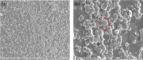 Figure 3. SEM images of CS for magnification of (a) 100×, and (b) 600 × .