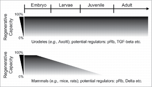 FIGURE 1. Regenerative capacity between urodeles and mammals during development. Urodeles (e.g., axolotl and newt) are the only known vertebrates that can perfectly regenerate different body parts throughout their life while mammals (e.g., mice and rats) are very limited in terms of epimorphic regeneration. It is known that the full regeneration of mammals limb is only limited to digit tips. During the first trimester of gestation, mammals are able to perfectly regenerate their digit tips, but this capacity seems to drop with aging.Citation12 The figure is modified from Roy S et al.Citation12 pRb: RetinSSSoblastoma protein; TGF-β: Transforming growth factor-β.