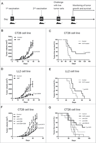 Figure 1. High hydrostatic pressure (HHP)-treated cancer cells elicit T-cell-dependent antitumor immunity. BALB/c mice were s.c. injected into lower left flank with 5 × 106 HHP-treated CT26 cells in 200 µL of PBS on days 0 and 21. Control mice were injected with the same volume of PBS. Mice were than s.c. injected into lower right flank with 105 live CT26 cells in 100 µL of PBS on day 31 (A). Growth of the tumors (B) and survival of mice (C) were recorded. The same experiment was performed in LL2 cell line growing in B6 mice (D, E). BALB/c mice s.c. injected with HHP-treated CT26 cells were also i.p. injected with either 250 µg of anti-CD4+ mAb, anti-CD8+ mAb or both in 250 µL of PBS on day 28 (F, G). Significant differences are shown (*p ≤ 0.05, ***p < 0.001).