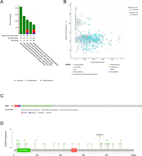 Figure 6 Analysis of MORC2 genetic alterations using the cBioPortal database. (A) Alteration frequency of MORC2 in different COAD studies. (B) Fraction genome altered of MORC2 based on 480 COAD samples. (C) The percentage of alteration in MORC2 in COAD. (D) Mutation diagram providing information on the mutation sites, mutation types, and the number of cases, and the results were colored with respect to the corresponding mutation types.