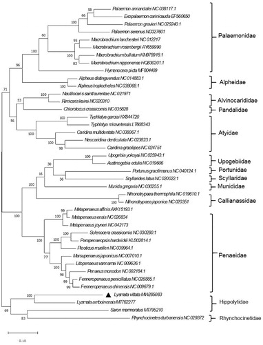Figure 1. Phylogenetic tree of L. vittata and related species based on maximum-likelihood (ML) method.