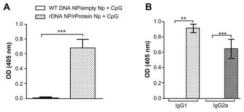 Figure 3 Humoral immune response in mice immunized with KMP-11-loaded nanoparticles.Notes: Control BALB/c mice were immunized with nonrecombinant pcDNA3-loaded nanoparticles followed by unloaded nanoparticles + CpG (open bars). Experimental BALB/c mice were immunized with pcDNA3-KMP-11-loaded nanoparticles followed by recombinant KMP-11-loaded nanoparticles + CpG (closed bars). (A) Presence of anti-KMP-11 IgG antibodies was determined by enzyme-linked immunosorbent assay. IgG subclasses present were determined by enzyme-linked immunosorbent assay using IgG1 and IgG2a conjugates (B). Data are presented as the mean ± standard error and are from two independent experiments. *P < 0.01.Abbreviation: KMP-11, kinetoplastid membrane protein-11.