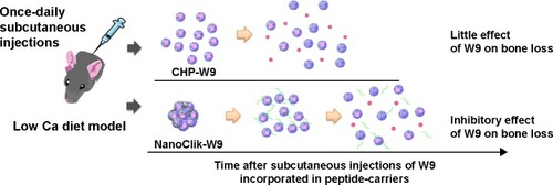 Figure 9 Proposed schema for peptide-drug release from the NanoClik nanoparticles and CHP nanogels.Notes: The hydrodynamic diameter of W9 incorporated in the NanoClik nanoparticles was larger than that of W9 in the CHP nanogels. After administration of the W9-carrier complex, NanoClik nanoparticles (NanoClik-W9) could sustain the release of W9 better than the CHP nanogels (CHP-W9) due to their decreased degradation. The red circle represents W9, the green line shows PEGSH, and CHP (upper panel) and CHPOA (lower panel) are shown as spherical forms.Abbreviations: Ca, calcium; CHP, cholesterol-bearing pullulan; CHPOA, acryloyl group-modified cholesterol-bearing pullulan; PEGSH, pentaerythritol tetra (mercaptoethyl) polyoxyethylene.