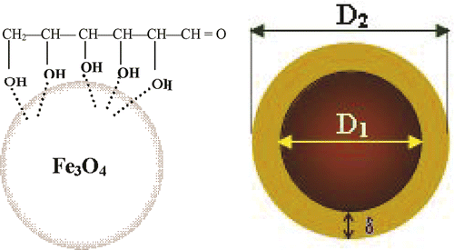 Figure 1. Core-shell structure of starch-coated magnetite nanoparticle.