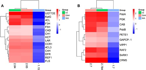 Figure 13. Genes expression analyses involved in the regulation of photosynthetic rate (A) such as FBA, PGK, GAPCP-1, RAF2, CAB, PsbA, CRM3, PsbB, LAR, PETE1, SnRK1 and VIPP1 and genes expression analyses involved in the production of secondary metabolites (B) such as C4H, 4CL, CAD, CCR1, F3H, UGT72E, HCT, F5H, REF1, CH1, FLS, DFR, C4H, and 4CL3 in the treatment of GA, cZ and IAA. Data are mean from 3 independent experiments and expressed in heat map where red shows high expression and blue shows low expression of the genes.