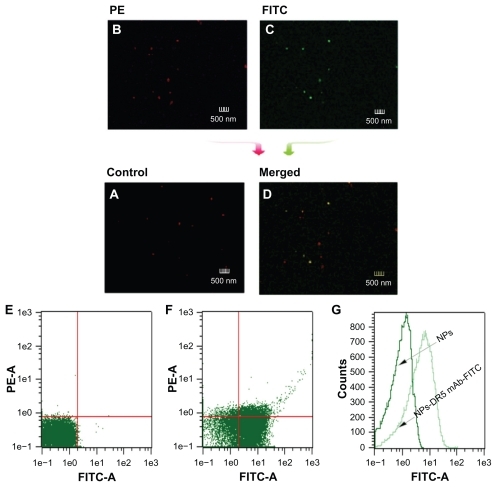 Figure 3 Determination of DR5 mAb on the surface of nanoparticles by flow cytometric analysis and confocal microscopy. (A) Control sample of nanoparticles. (B and C) Red and green fluorescence images of FITC-labeled DR5 mAb-modified PE-NPs by confocal microscopy. (D) Merged fluorescence image of FITC-labeled DR5 mAb-modified PE-NPs. (E and F) Density plots with or without NPs. (G) Fluorescence intensity of the NPs with or without antibody modification.Abbreviations: DTIC, dacarbazine; mAb, monoclonal antibody; NPs, nanoparticles; PE, phycoerythrin; FITC, fluorescein isothiocyanate.