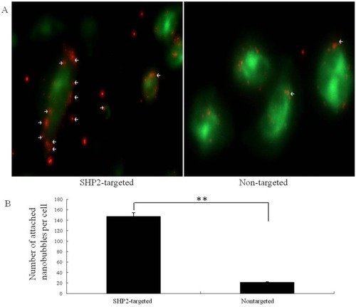 Figure 5 In vitro targeting ability experiments. (A) Fluorescence images showing the results of binding with SW579 cells for SHP2-targeted and nontargeted nanoparticles. (B) After SHP2-targeted nanoparticle treatment, the red fluorescence signal around the cells increased significantly compared with that obtained after treatment the nontargeted nanoparticles (control) (**P<0.01).