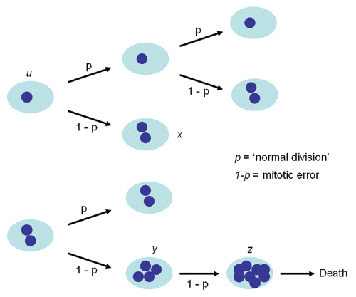 Figure 3 Mathematical model of cell dynamics for both cell lines. Whenever a cell divides, with probability p, chromosome segregation and cytokinesis occur normally, while with probability 1 − p, chromosome duplication is not followed by cytoplasmic division giving rise to a cell with doubling of ploidy.