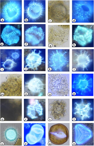 Plate 5. Various dinoflagellate cysts and other palynomorphs following the application of primulin stain. (a–d) Cysts of Protoceratium reticulatum, diameter = 38–48 µm, (a) inshore 7 cmbsf, (b) inshore 35 cmbsf, (c) inshore 7 cmbsf, (d) inshore 7 cmbsf, (e–h) Protoperidinium shanghaiense, diamter = 65–70 µm, (e) inshore 21 cmbsf, (f) inshore 31 cmbsf, (g) offshore 5 cmbsf, (h) offshore 5 cmbsf, (i–n) Spiniferites spp. diameter = 40–50 µm, (i) offshore 1 cmbsf, (j) offshore 51 cmbsf, (k) inshore 26 cmbsf, (l) offshore 5 cmbsf, (m) offshore 5 cmbsf, (n) offshore 5 cmbsf, (o,p) Nematosphaeropsis labyrinthus, diameter = 25–30 µm, (o) offshore 1 cmbsf, (p) offshore 1 cmbsf, (q,r) Impagidinium spp. diameter = 40 µm, (q) offshore 265 cmbsf visibility without fluorescence, (r) offshore 265 cmbsf with fluorescence, (s,u) Spiniferites spp. diameter = 40–50 µm, (s) offshore 125 cmbsf, (t) offshore 125 cmbsf, (u) inshore 7 cmbsf, (v) Pinus radiata pollen, diameter = 70 µm, offshore 7 cmbsf, (w,x) Terrestrial plant spores, (w) diameter =55 µm, offshore 3cmbsf, (x) diameter = 68 µm, inshore 35 cmbsf).