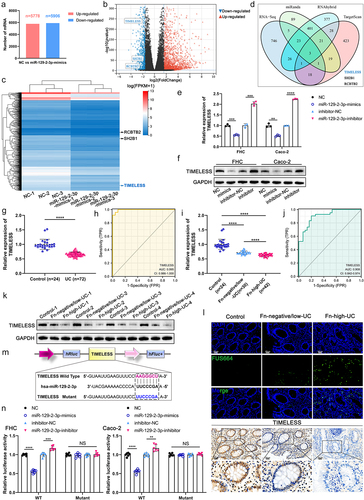 Figure 5. Identification of TIMELESS as a direct downstream target of miR-129-2-3p. (a) The up-and down-regulation of differential mRNAs between FHC cells transfected with NC and miR-129-2-3p-mimics. (b) Volcano plot of differentially expressed mRNAs. (c) Heatmap showing differentially expressed mRNAs between FHC cells transfected with NC and miR-129-2-3p-mimics. (d) RNA-seq, miRanda, RNAhybrid, and TargetScan were used to predict miR-129-2-3p target genes. (e and f) qRT-PCR (e) and Western blot analysis (f) of TIMELESS expression in FHC and Caco-2 cells transfected with miR-129-2-3p-mimics/NC or miR-129-2-3p-inhibitor/inhibitor-NC. (g) TIMELESS expression in colon tissues of healthy controls (n = 24) and UC patients (n = 72) was analyzed by qRT-PCR. (h) The ROC curve to evaluate the diagnostic value of TIMELESS for UC. (i) qRT-PCR analysis of TIMELESS expression in colon tissues of healthy volunteers (n = 24), Fn-negative/low-UC patients (n = 30), and Fn-high-UC patients (n = 42). (j) The diagnostic value of TIMELESS for Fn-high-UC was evaluated by the ROC curve. (k) Western blot analysis of TIMELESS protein levels in colon tissues of healthy volunteers (n = 4), Fn-negative/low-UC patients (n = 4), and Fn-high-UC patients (n = 4). (l) Upper panel: representative FISH images to assess the abundance of Fn in tissues from healthy controls, Fn-negative/low-UC patients, and Fn-high-UC patients. Lower panel: representative images of IHC staining analysis of TIMELESS expression. Scale bar = 20 μm. (m) The binding site of wild-type TIMELESS with miR-129-2-3p (AAGGGCU), and mutant sequence of TIMELESS 3ʹ-UTR (UUCCCGA). (n) Dual-luciferase assay was performed to investigate the direct binding between miR-129-2-3p and TIMELESS in FHC and Caco-2 cells. Data are represented as means ± SEM. **p < 0.01, ***p < 0.001, ****p < 0.0001; NS, not significant.