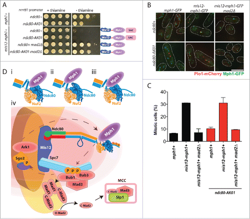 Figure 4. Tethering of Mph1 to the kinetochore rescues the SAC signaling defects in the ndc80-AK01 mutant. A. Rescue of the SAC signaling defects in ndc80-AK01 by kinetochore-tethered Mis12-Mph1. Spot tests of the indicated strains were performed as in Fig. 1B. B. Confirmation of Mis12-Mph1-GFP localization to the kinetochores. Representative images of cells grown in the absence of thiamine are shown. Mitotic cells were identified by the presence of Plo1-mCherry at SPBs. C. Quantification of mitotic cells in the indicated strains. The percentage of mitotic cells was counted using the presence of Plo1-mCherry at SPBs as a mitotic marker. n > 200 cells. D. Mph1 is recruited to the Ndc80 complex at unattached kinetochores. Mph1 potentially localizes to the CH domain (i), the hairpin region (ii) or both (iii). (iv) Scheme of SAC components recruitment to unattached kinetochores in fission yeast. Ark1/Aurora B is recruited to the centromere/kinetochore (in the figure, Bub1-mediated phosphorylated histone H2A is denoted by purple oval adjacent to Sgo2) and Mph1 localizes to the Ndc80 complex. Once at the kinetochore, Mph1 phosphorylates Spc7 leading to the recruitment of Bub1, Bub3 and Mad3, which is critical to recruit the Mad1-Mad2 heterotetramer complex to the kinetochore. The sequential conformation changes of Mad2 result in the formation of the MCC (C-Mad2-Mad3-Slp1/Cdc20) and SAC activation. Scale bar, 10 μm.