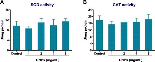 Figure 5 (A) SOD activity and (B) CAT activity in MCF-7 BC cells. There was no significant difference between the CNP groups and the negative control in terms of SOD activity or CAT activity.