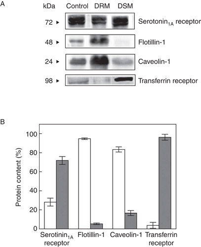 Figure 2. Quantitative analysis of serotonin1A receptors in DRM and DSM fractions of cell membranes. (A) Representative immunoblots showing distribution of serotonin1A receptors, flotillin-1, caveolin-1 and transferrin receptors in control membranes, and DRM and DSM fractions. (B) Contents of serotonin1A receptors, flotillin-1, caveolin-1 and transferrin receptors in DRM (white bars) and DSM (gray bars). Values are expressed as percentages of total protein content in DRM and DSM fractions. Protein contents were estimated by densitometric analysis of their respective bands on immunoblots using Bio-2D+ software (Bio-Rad). Data represent means ± SE of at least three independent experiments. See Methods for other details.