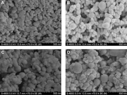 Figure S1 SEM photographs of Fe3O4-SF nanoparticles in different ratios of SF/Fe3O4.Notes: SF/Fe3O4= (A) 40:3; (B) 20:3; (C) 10:3; (D) 5:3.Abbreviations: SEM, scanning electron microscope; SF, silk fibroin.