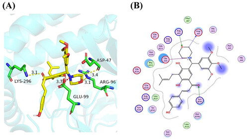 Figure 7. Molecular docking model of compound 16 on RIP3 protein. (A) 3D-binding model of compound 16 with RIP3 according to molecular docking analysis by MOE. (B) 2D-docking model of compound 16 with RIP3.