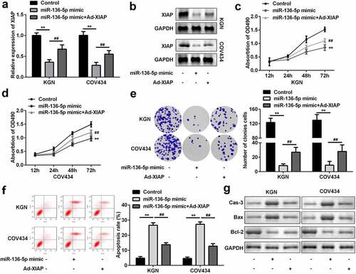 Figure 6. XIAP reversed the effects on proliferation and apoptosis induced by miR-136-5p. (a) XIAP levels were measured by RT-qPCR. (b) XIAP levels were detected by western blotting. Cell proliferation by (c) MTT assay and (d) colony formation assay performed post-transfection is shown. (e) Cell apoptosis was determined by flow cytometry. (f) Protein levels of caspase-3, Bax, and Bcl-2 were determined using western blotting. **P < 0.01. ##P < 0.01