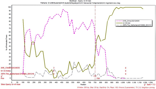 Figure 3.  The results of bootscanning of Ur-41-Iran. The y axis gives the percentage of permutated trees using a sliding window of 200 bp wide centred on the position plotted, with a step size between plots of 20 bp. AH6, Ur-32-Iran and 26P4 strains were used as the outgroup to determine the breakpoint.