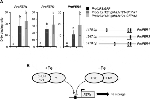 Figure 3. bHLH121 is a direct activator of the Arabidopsis thaliana FER1, FER3 and FER4 expression.