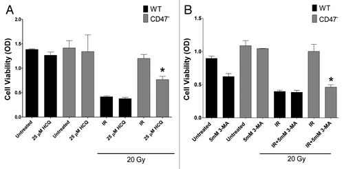 Figure 5. Pharmacological inhibition of autophagy sensitizes CD47-deficient Jurkat T cells to IR. WT and CD47-deficient Jurkat T cells were plated in complete medium in 96-well plates. One hour prior to IR, cells were treated with 25 µM hydroxychloroquine (A) or 5 mM 3-MA (B). Cell viability was measured using MTS reagent after 72 h (n = 3 in triplicate, one-way ANOVA-Bonferroni post-test *p < 0.0001)