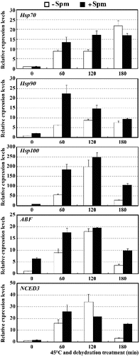 Figure 4. Expression levels of Hsp70, Hsp90, Hsp100, ABF and NCED3 genes in Spm-pretreated (+Spm) and control (−Spm) trifoliate orange seedlings at 45 ºC under dehydration treatment conditions.