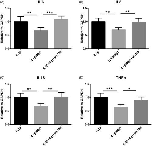 Figure 4. NRF2 inhibitor ML385 abrogated anti-inflammatory effect of Ginsenoside Rg1 on podocytes. (A–D) ML385 eliminated inhibitory effect of Ginsenoside Rg1 on attenuating inflammation in podocytes (n = 6). *p < .05; **p < .01; ***p < .001; versus respective control.