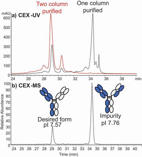 Figure 4. (a) CEX-UV profile of a bispecific antibody from two samples that have different degrees of purification before CEX-UV-MS analysis. The UV profile of antibody after only one-column (protein A column) purification is shown in dash line, and the UV profile of antibody after two-column purification is displayed in solid line. (b) CEX-MS profile of the bispecific antibody after only one-column purification. The desired form and impurity were identified based on MS measurement