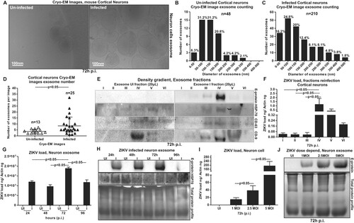 Figure 4. Exosomes derived from murine cortical neuronal cells are in heterogenous populations and contain infectious ZIKV RNA and E-protein. (A) Cryo-EM representative images showing exosomes isolated from uninfected (UI) or ZIKV-infected (I) (MOI 5; 72 h p.i.), cortical neuronal cells. Scale bar indicates 100 nm. Size distribution of exosomes isolated from uninfected (B) or ZIKV-infected (C) neuronal cells are shown. The Y-axis represents exosome number and X-axis indicate exosome size in diameter (e.g. 0–50 nm). N indicates total number of exosomes counted from different cryo-EM images. Percentages were calculated based on the total number of exosomes in each size range. (D) Exosome numbers counted from uninfected and ZIKV-infected groups is shown. The Y-axis represents exosome number and X-axis indicates samples analysed. N indicates total number of images used in this counting analysis. P value determined by Student’s two-tail t-test is shown. (E) Immunoblotting images from OptiPrep density gradient exosomes preparation (DG-Exo-isolation) showing enhanced ZIKV-E (MOI 5, 72 h p.i.) protein loads and presence of HSP70, CD63 and CD9 (exosomal markers) in different exosome fractions. Exosomes derived from uninfected cells served as control. Roman numerical indicates the fraction numbers (I being the top and VI being the small fraction at the bottom of the iodixanol density gradient). (F) Infection (72 h p.i.) of naïve primary cultures of murine cortical neurons showing increased infectivity and transmission from infectious exosomal fractions four, five and six in comparison to other lower fractions (1–3). (G) QRT-PCR showing ZIKV (I) RNA loads (MOI 5) from cortical neuronal cell-derived exosomes at different time points (24, 48, 72 and 96 h p.i.). Uninfected (UI) group from each respective time point serve as controls. (H) Immunoblotting showing the ZIKV-E protein loads (MOI 5) and HSP70 levels in neuronal cell-derived exosomes isolated at different time point samples (24, 48, 72, and 96 h p.i.). HSP70 loads show the presence and enrichment of exosomal marker and serve as internal control. (I) ZIKV loads from neuronal cell-derived exosomes collected from cortical neurons infected with different doses (MOI 1, 2.5 and 5) at 72 h p.i., is shown. (J) Immunoblotting showing ZIKV-E protein loads at different doses (MOI 1, 2.5 and 5, at 72 h p.i.) of infection (I) in neuronal cell-derived exosomes collected from infected-cortical neurons. Uninfected (UI) cell-derived exosomes collected from uninfected cortical neurons serve as control in (I) and (J). Total protein profiles serve as control in (H) and (J). In both (G) and (I), ZIKV NS5 transcripts were normalized to mouse beta-actin transcripts. P value determined by Student’s two-tail t-test is shown.