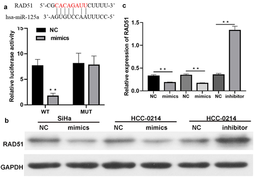 Figure 4. Rad51 is a direct target gene of miR-125a.