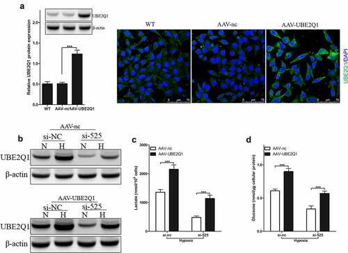 Figure 6. Effect of LINC00525 on hypoxic glycolysis is UBE2Q1 dependent.