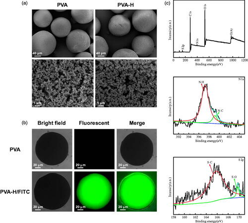 Figure 1. Characterization of PVA and PVA-H microspheres. (a) The shape (300×) and porous structure (10,000×) micrographs of PVA and PVA-H microspheres by SEM. (b) Bright field, fluorescent and merge photographs of PVA and PVA-H/FITC. For each panel, images from left to right show bright field, fluorescent photographs, and merge of two images, respectively. (c) The XPS wide spectrum of PVA-H and the fitted peak analysis of the XPS for N 1 s and S 2p of PVA-H.