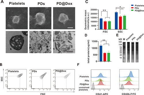 Figure 1 Characterization of Dox loaded platelet decoy. (A) SEM(top) and TEM(bottom) images showing the morphology and ultrastructure of platelets, PDs, and PD@Dox(Scale bar: 1 μm). (B) Flow cytometry density plots indicating FSC and SSC. (C) Geometric mean of FSC and SSC for platelets, PDs and PD@Dox. (D) Comparison of total protein concentration among platelets, PDs, and PD@Dox. (E) SDS-PAGE protein analysis with M, platelets, PDs, and PD@Dox. (F) Flow cytometry analysis of CD41 and CD42b expression. *P<0.05, **P<0.01.