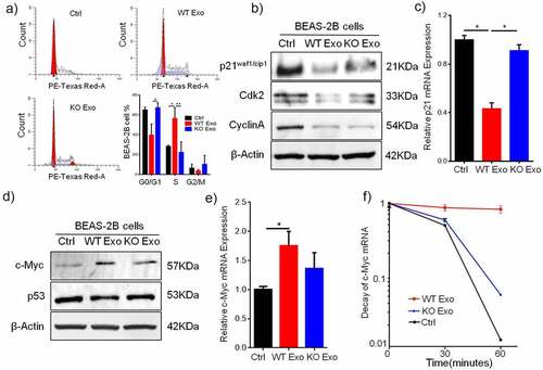 Figure 6. Exosomal HuR promotes cell cycle progression in BEAS-2B cells by inhibiting p21 expression. (a and b) Cell cycle histograms of unexposed BEAS-2B cells and BEAS-2B cells incubated with HCT116 WT exosomes or HuR KO exosomes (20 µg/ml). (c) BEAS-2B cells were incubated with HCT116 WT or HuR KO exosomes (20 µg/ml). p21, Cyclin A and Cdk2 expression was assessed by Western blotting, and to normalize protein loading, samples were also probed for β-Actin. (d) Relative p21 mRNA expression in BEAS-2B cells treated with HCT116 WT or HuR KO exosomes (20 µg/ml) for 72 hours. (e) c-Myc and p53 expression were assessed by Western blotting, and to normalize protein loading, samples were also probed for β-Actin. (f) Relative c-Myc mRNA expression in BEAS-2B cells treated with HCT116 WT or HuR KO exosomes (20 µg/ml) for 72 hours. (g) The decay rates of c-Myc mRNA and GAPDH in BEAS-2B cells, as indicated, were assessed by RT-qPCR after treatment with HCT116 WT or KO exosomes for 72 hours and inhibition of transcription with actinomycin D. The data are presented as the mean ± SEM values. The student’s t-test was used to analyze differences between the two groups.*p < .05, **p < .01; n = 3.